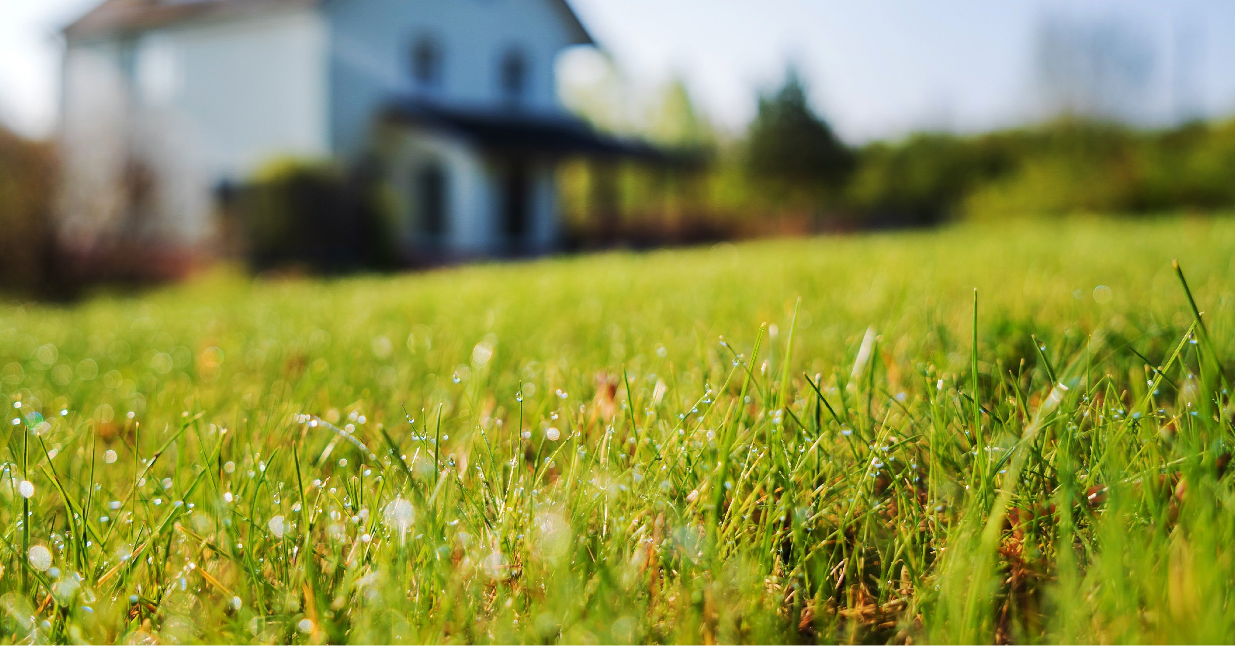 which-lawn-grass-seed-is-right-for-you